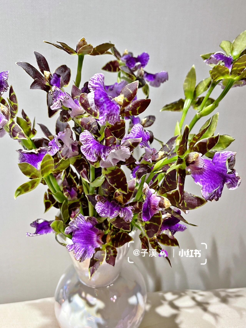 小众婚礼花材 紫香兰 5支 40厘米左右 图片仅供参考,以实物收到为准