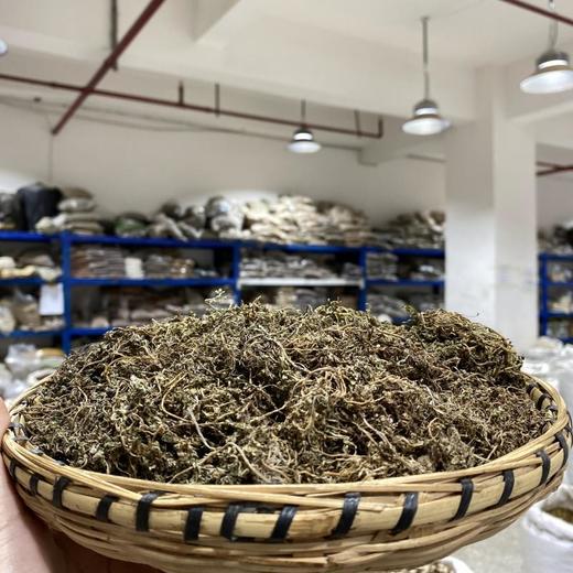 鹅不食草 商品图1