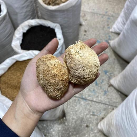 猴头菇 可磨粉 养胃 商品图4