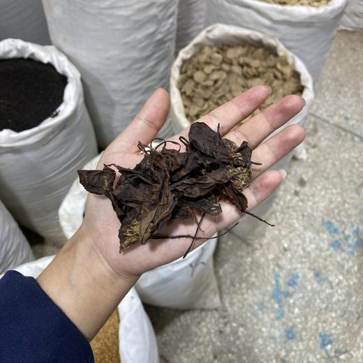 野生鹿衔草 鹿晗草 鹿含草 鹿寿草正品新货 商品图3