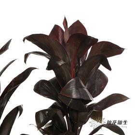 叶材 | 巧克力朱蕉