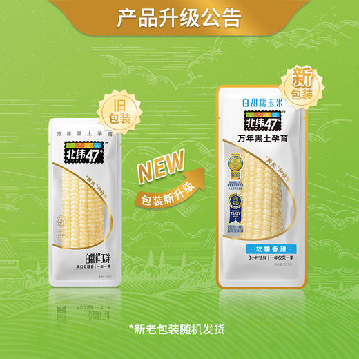 【北纬47°黄糯玉米】盼盼严选万年黑土地北纬47°黄糯玉米 商品图8