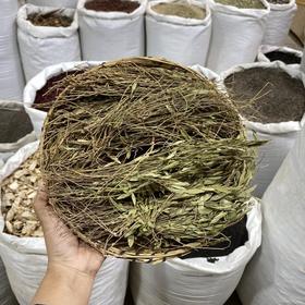 瓜子金 (辰砂草）