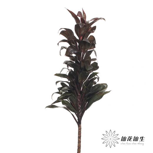 叶材 | 巧克力朱蕉 商品图5