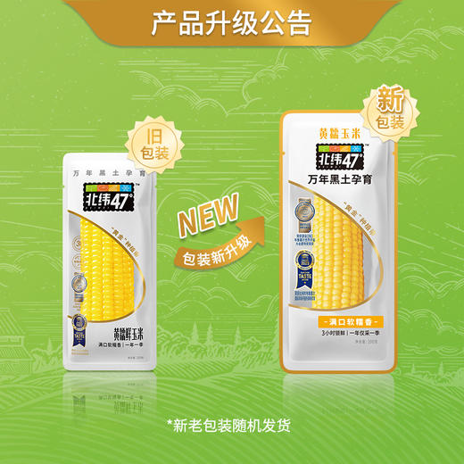 【北纬47°黄糯玉米】盼盼严选万年黑土地北纬47°黄糯玉米 商品图7