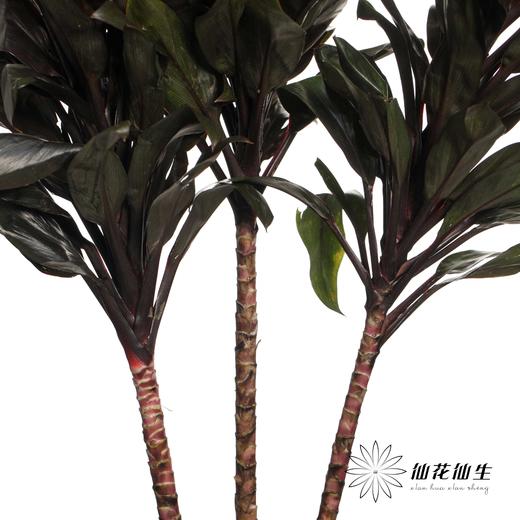 叶材 | 巧克力朱蕉 商品图4