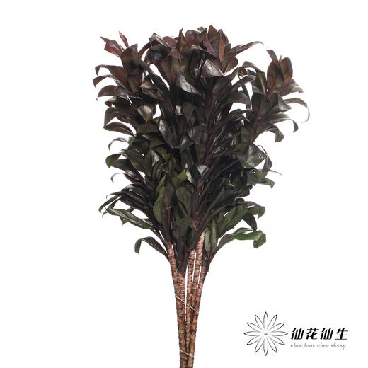 叶材 | 巧克力朱蕉 商品图3