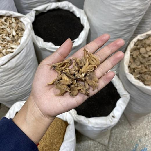 手掌参  佛手参 商品图3