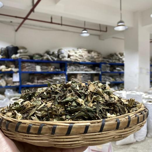 血满草 商品图1