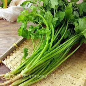 情圆芹菜（500g）|农场自产，甘脆可口，生态种植，绿色新鲜