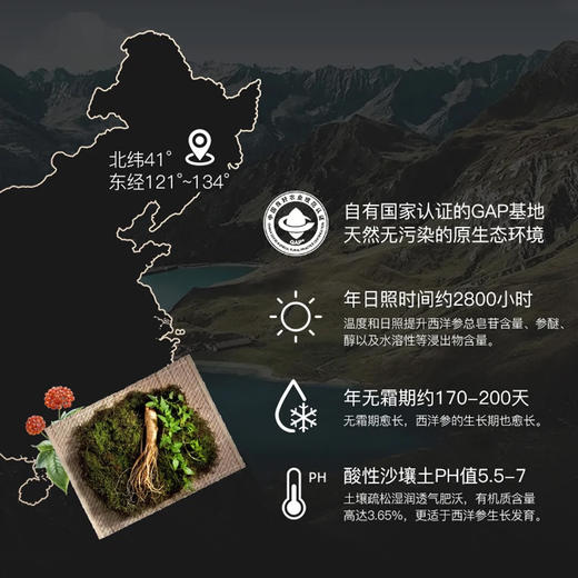 千年珍全须生晒参 6-10g/支 商品图3