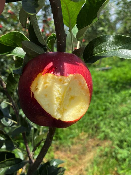 云南高原冰糖心红冠苹果【瑕疵】 3斤装 商品图3