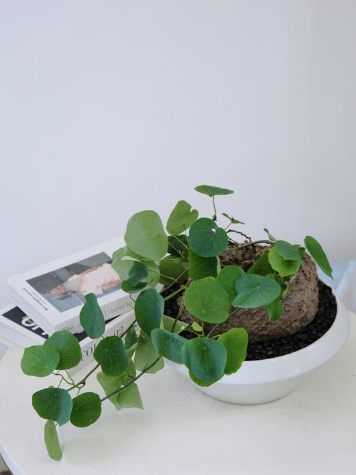 白盆山乌龟 商品图2