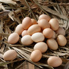 廉心  散养初生鸡蛋（30枚装） 商品缩略图2