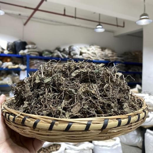 连钱草 透骨消 商品图1