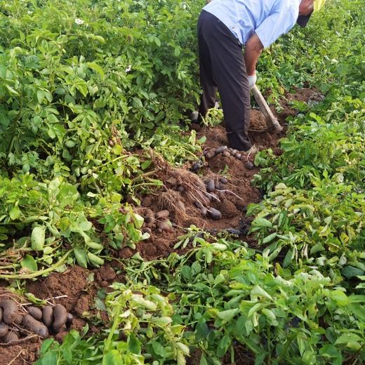 有机土豆 黄土豆 山地黑土豆 老品种土豆 商品图10