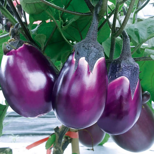 山泉水茄子 | 蔬菜 商品图1