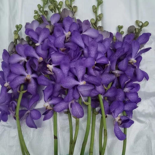 千代兰.浅紫 商品图0