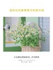 洋甘菊喷雾爽肤水官方正品旗舰店女补水保湿面部秋冬精华水柔肤水 商品缩略图2