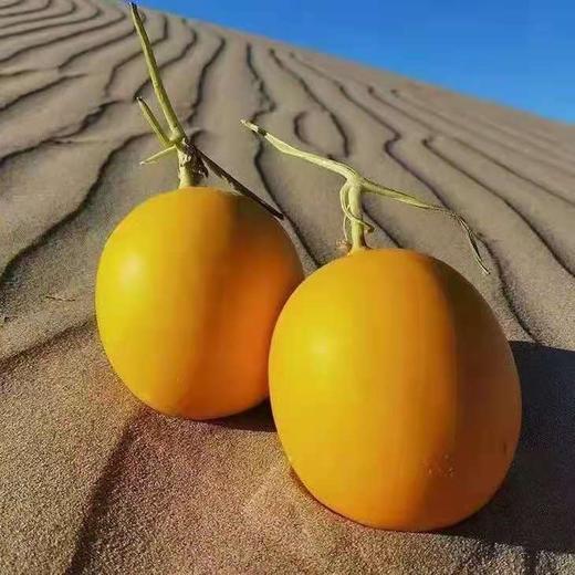 民勤金红宝沙漠蜜瓜 清甜脆爽 多汁如蜜 瓜香浓郁 商品图1