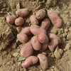 有机土豆 黄土豆 山地黑土豆 老品种土豆 商品缩略图11