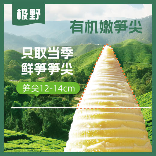 有机嫩笋尖200g/袋*3袋 商品图2