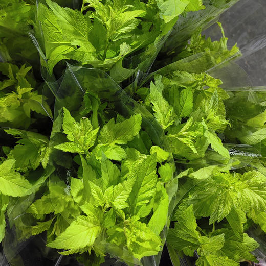 枫箱叶 商品图0