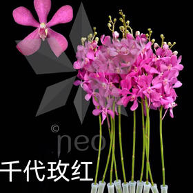 千代兰.玫红
