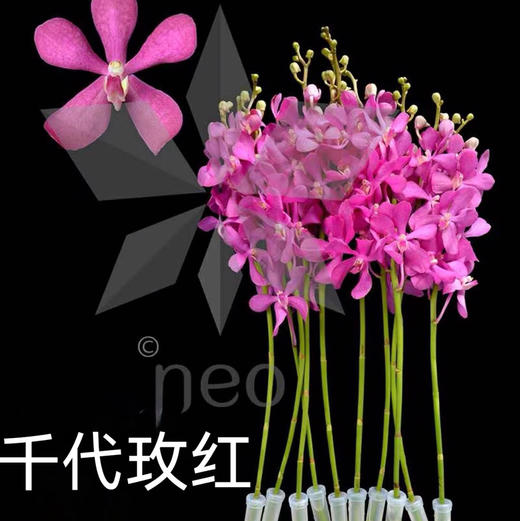 千代兰.玫红 商品图0