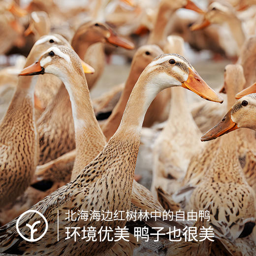 北海烤海鸭蛋 商品图2
