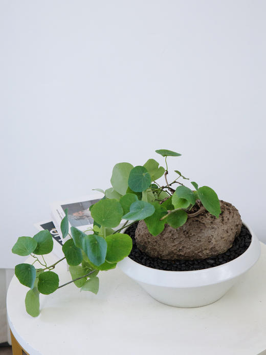白盆山乌龟 商品图1