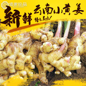基地直发-云南有机小黄姜 水洗鲜姜1斤 2斤3斤5斤装