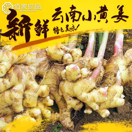 云南有机小黄姜 水洗鲜姜1斤 2斤3斤5斤装 商品图1