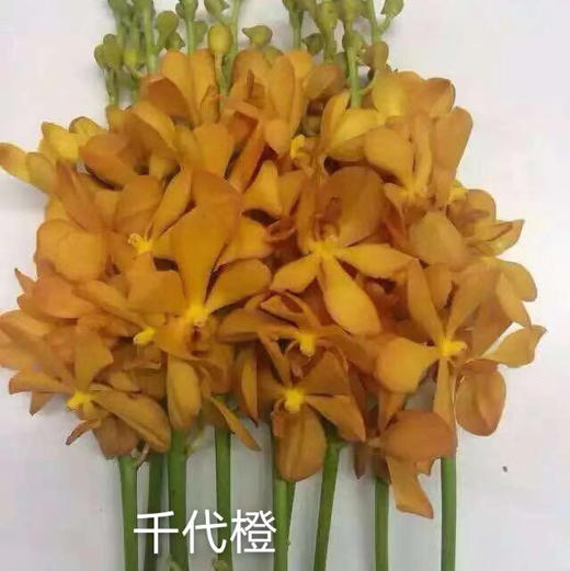 千代兰.橙色 商品图0