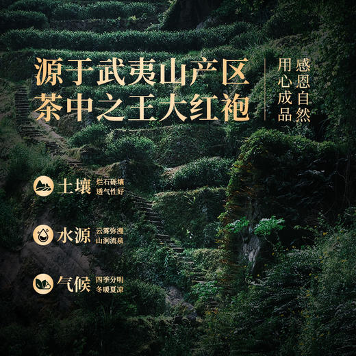 岩语 群山大红袍 武夷山岩茶一级茶叶正宗中火浓香型口粮乌龙茶128g 商品图2