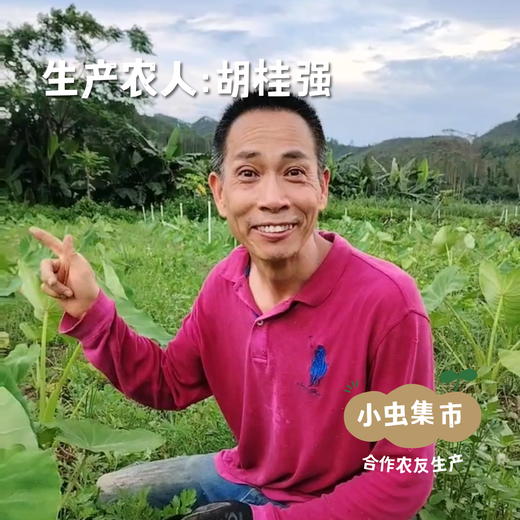 生态紫苏干 50g/袋 | 合作农友生产，来自广东肇庆，生产者：胡桂强 &【公平贸易农人定价】 商品图2