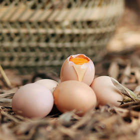 有机土鸡蛋30枚*1箱【30天内发货】