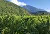 西藏察隅500g生薏仁米/熟薏仁米/薏仁粉 商品缩略图6