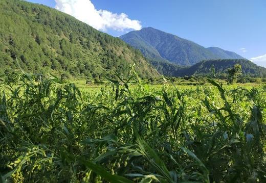 西藏察隅500g生薏仁米/熟薏仁米/薏仁粉 商品图6