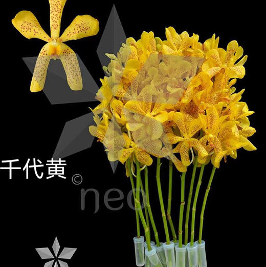 千代兰·黄色 商品图0