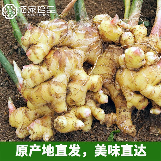 云南有机小黄姜 水洗鲜姜1斤 2斤3斤5斤装 商品图2