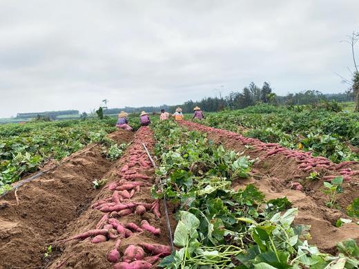【桥头富硒地瓜｜无丝无筋粉糯香甜】只采挖沙土地地瓜，硒元素含量高，硒是长寿元素哦！ 商品图3