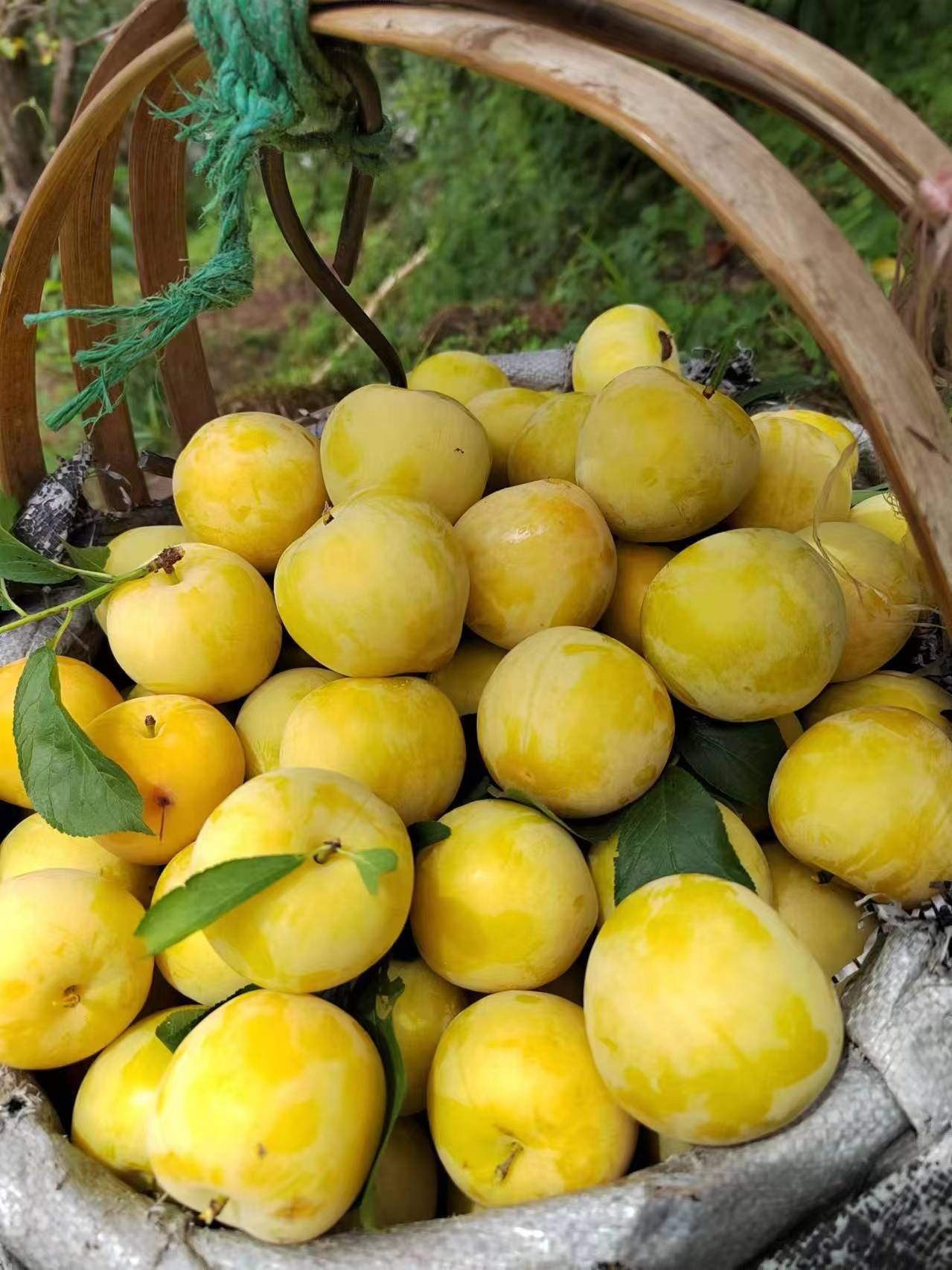 生态种植的桃花李 纯净的甜度 自己吃和送人都很不错