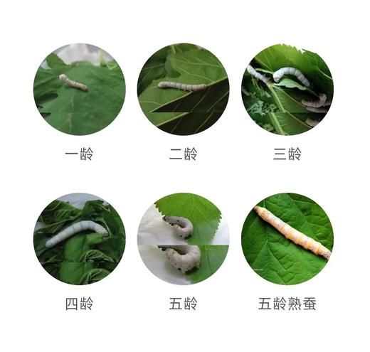 桑园公社~家门口的桑蚕文化体验活动 商品图4