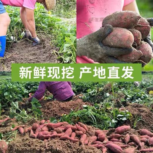 【桥头富硒地瓜｜无丝无筋粉糯香甜】只采挖沙土地地瓜，硒元素含量高，硒是长寿元素哦！ 商品图2
