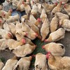 廉心  农家土鸡 （200天数以上） 商品缩略图2