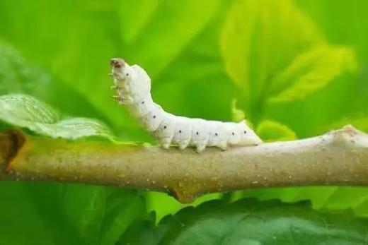 桑园公社~家门口的桑蚕文化体验活动 商品图0