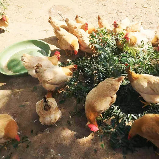 廉心  农家土鸡 （200天数以上） 商品图1