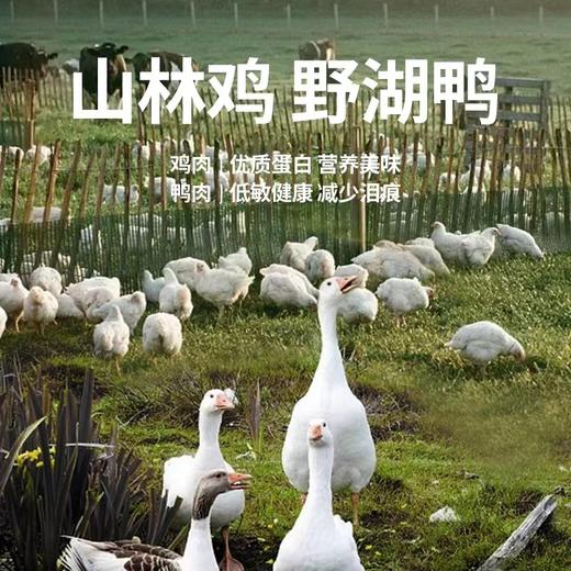 猫太郎 ONE CAN 猫罐头 商品图1