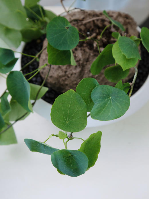 白盆山乌龟 商品图3